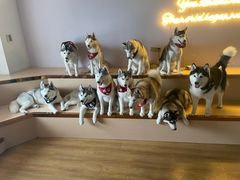 -Husky Go! 哈士奇体验馆·宠物咖啡厅狗咖