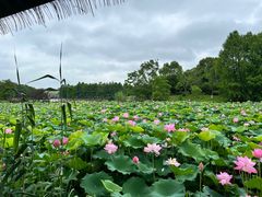 -苏州太湖国家湿地公园