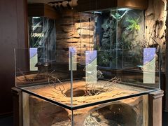 -帕帕拉兹宠物(亚洲旗舰店)