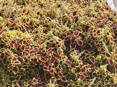 -长春公园(普阳街道)