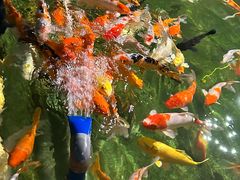 -正佳雨林生态植物园
