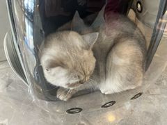-贝康宠物医院·犬猫全科·小动物特色诊疗中心(东环路店)