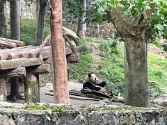 -都江堰中华大熊猫苑