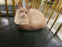 -喵喵咪呀布偶猫咖(春熙路店)