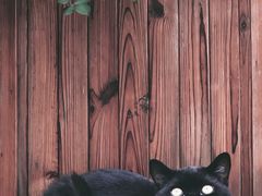 -喵屿·大理花园猫咖