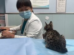 -纳吉亚猫专科动物诊疗中心(蒋宅口分院)