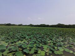 -大湾区中央湿地公园