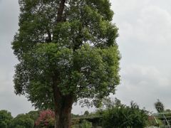 -南通洲际绿博园