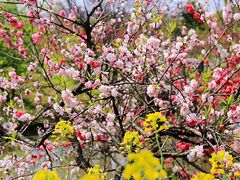-南汇桃花村