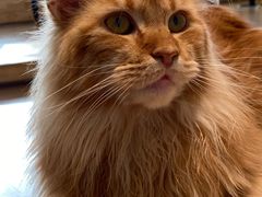 -猫腻·猫咖·撸猫馆(星光大道店)