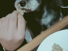 -百好乐宠物友好餐厅(朝外大街店)