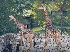 -北京野生动物园