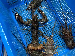 -众彩物流水产市场