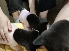-逗柴咖啡屋·狗咖猫咖宠物桌游