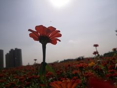 -映月湖中央公园