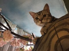 -猫猫幼稚园·撸猫·桌游·电玩