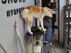 -PETKIT小佩宠物(古北店)