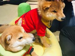-逗柴咖啡屋·狗咖猫咖宠物桌游