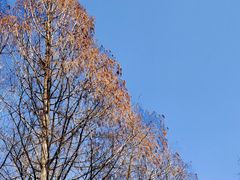 -新虹桥中心花园