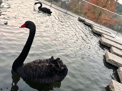 -行者书屋大堂吧 ·下午茶(南京圣和府邸酒店)