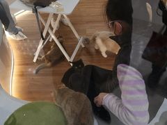 -COLOR PETS 撸猫馆·购猫·猫咖(长风大悦城店)