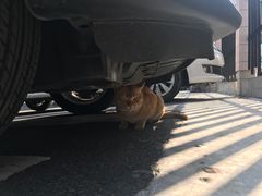 -顺德哥卜卜贝(旗舰店)
