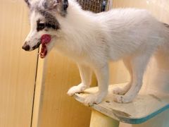 -藦茜花园宠物主题亲子互动体验馆(国顺东路店)