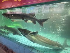 -年辉渔村·非遗传承餐厅(新丰江店)