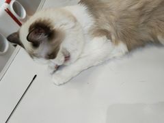 -COLOR PETS 撸猫馆·购猫·猫咖(长风大悦城店)