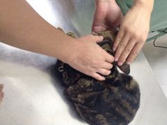 爱侣宠物医院(灵石路总店)-爱侣宠医·鹦鹉专科·小型哺乳类·异宠专科(灵石路店)