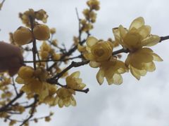 -林屋梅海青梅保护基地