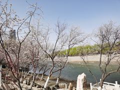 -桃花堤公园