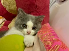 -babydoll猫舍·米努特·德文·缅因(久光中心店)