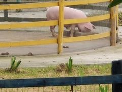 -川南大草原