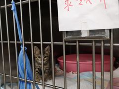 -申普宠物医院·心脏介入·心血管微创(总院)