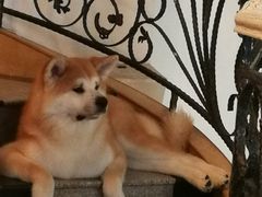 -喜柴咖啡·柴犬狗咖