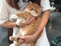 -瞄一喵猫咖(格力海岸店)