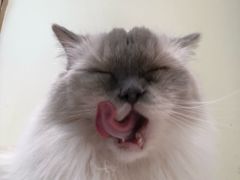 -猫和宫(六道口店)