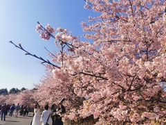 -顾村公园