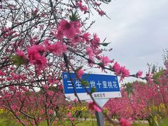 -南汇桃花村