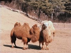 -沈阳森林动物园