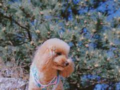 -蟠龙山长城景区