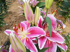 -松山湖梦幻百花洲