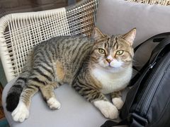 -喵屿·大理花园猫咖