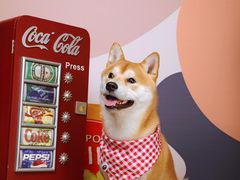 -超宠爱宠物摄影-Super pet