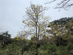 -大屏嶂森林公园