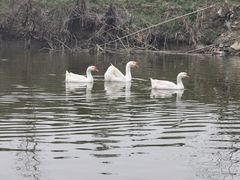-贡湖湾湿地公园