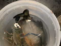 -粮心小农·大头虾亲子生态园(长发店)