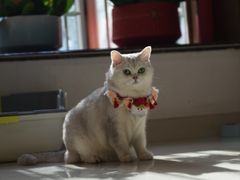 -瑞鹏宠物医院·骨科·猫科·内科(第一中心)
