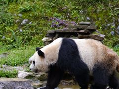 -中国大熊猫保护研究中心雅安碧峰峡基地